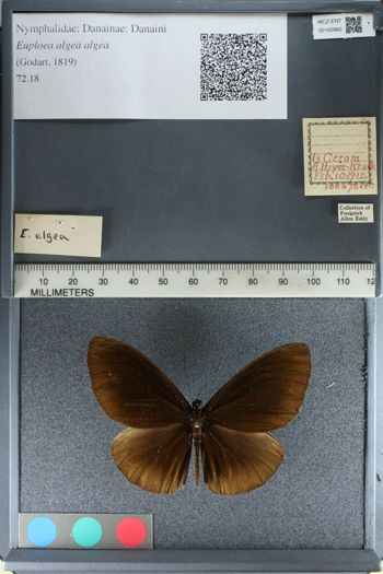 Media type: image;   Entomology 160960